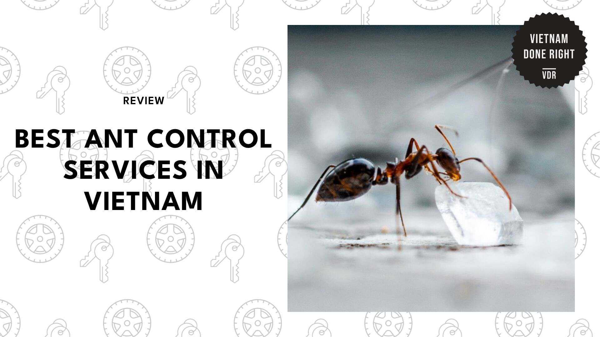 ant-control-services-in-vietnam