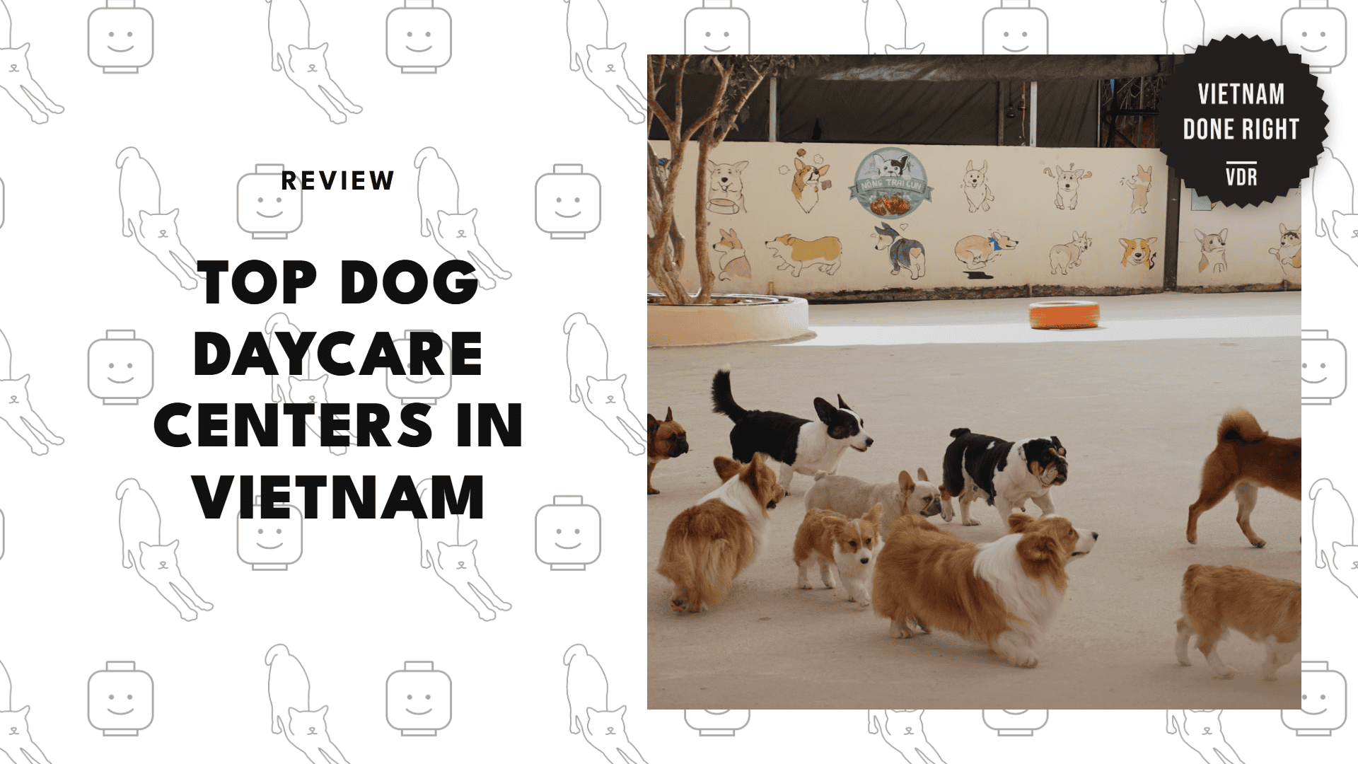 best-dog-daycares-vietnam